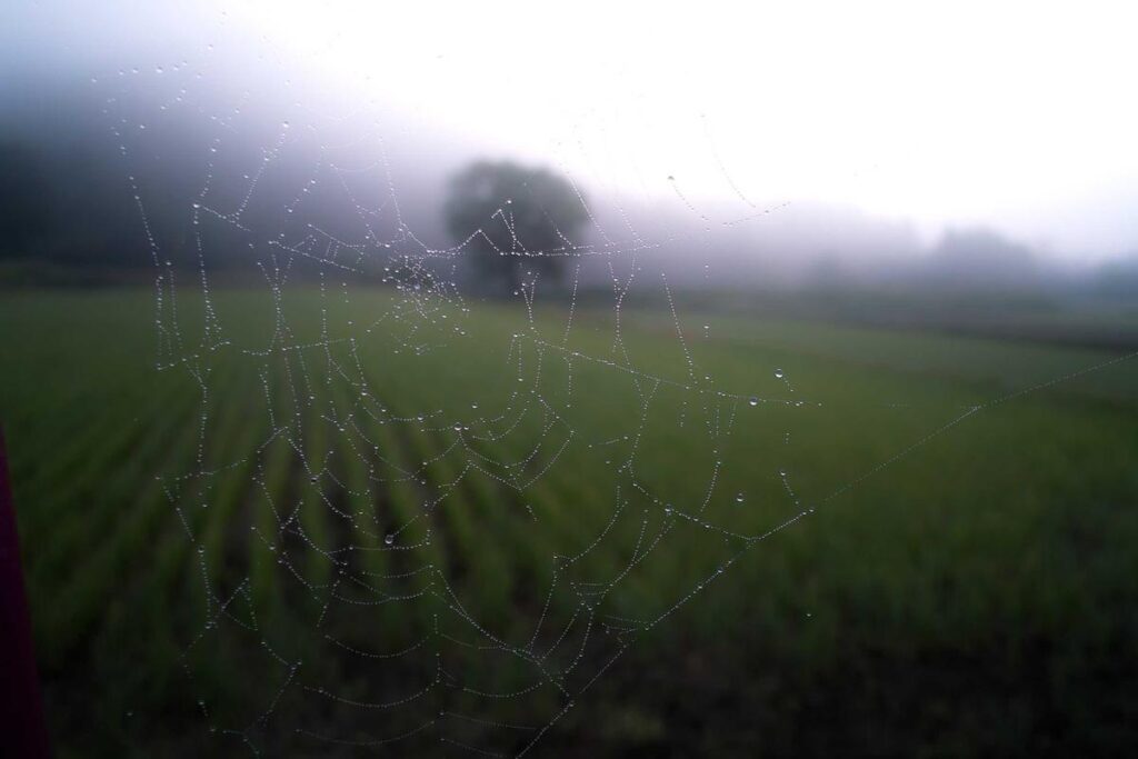 A cidade gaúcha de 2.600 habitantes que domina a produção de uvas e preserva um idioma