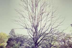 Notícia ambiental importante