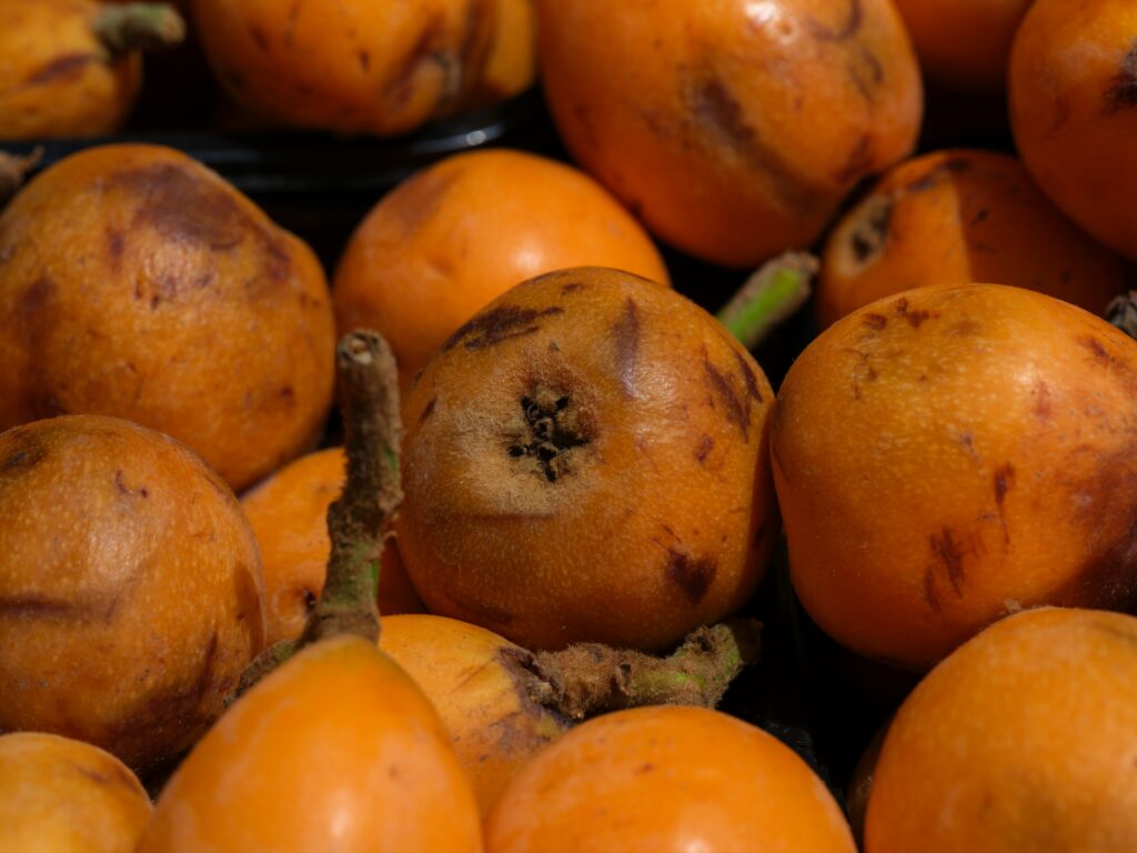Caqui brasileiro conquista mercado da Costa Rica com primeiro embarque oficial