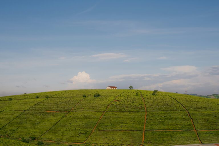 Round Hill, na Jamaica, atrai brasileiros para famtour durante a LE Miami