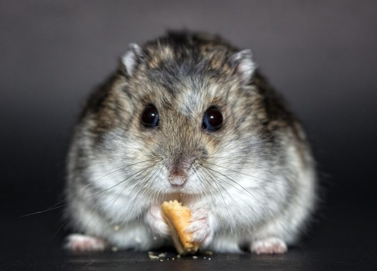 Hamster Kombat e Notcoin no Continente Americano: O Novo Fenômeno Cultural dos Games Cripto